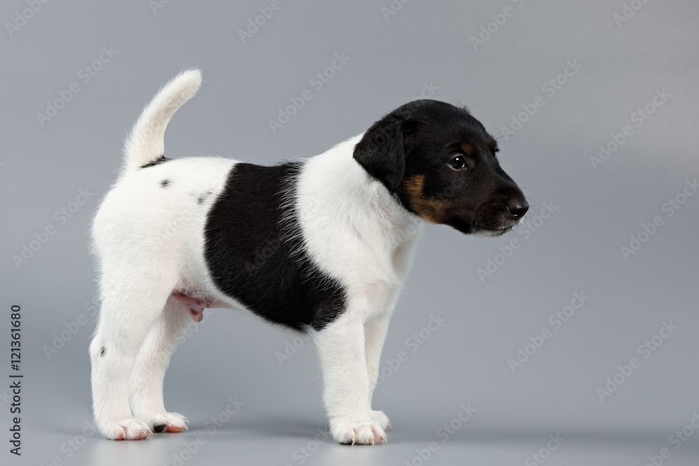 Smooth fox terrier. The puppy on a gray background, photographed