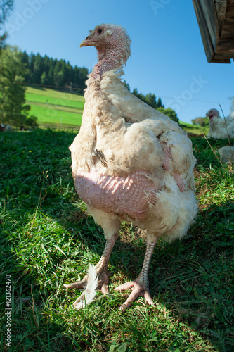 turkey  in the farm