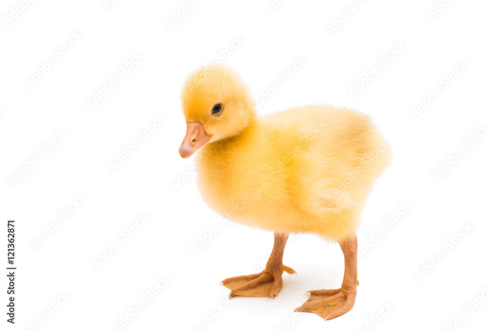 Obraz premium small geese isolated