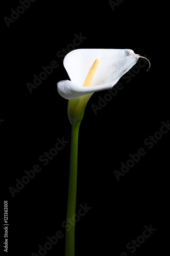 Calla Blume vor schwarzem Hintergrund