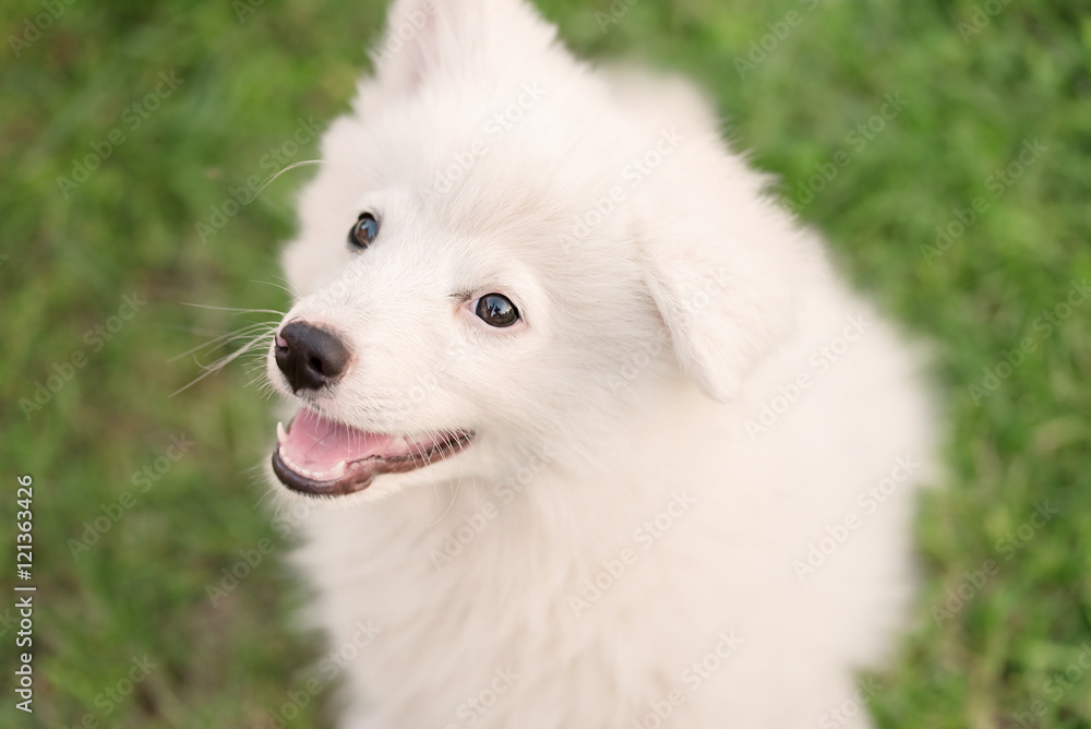Purebred Japanese Spitz dog portrait