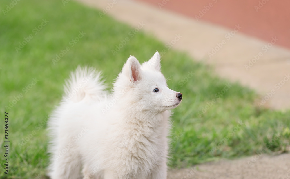 Purebred Japanese Spitz dog portrait Purebred Japanese Spitz dog portrait
