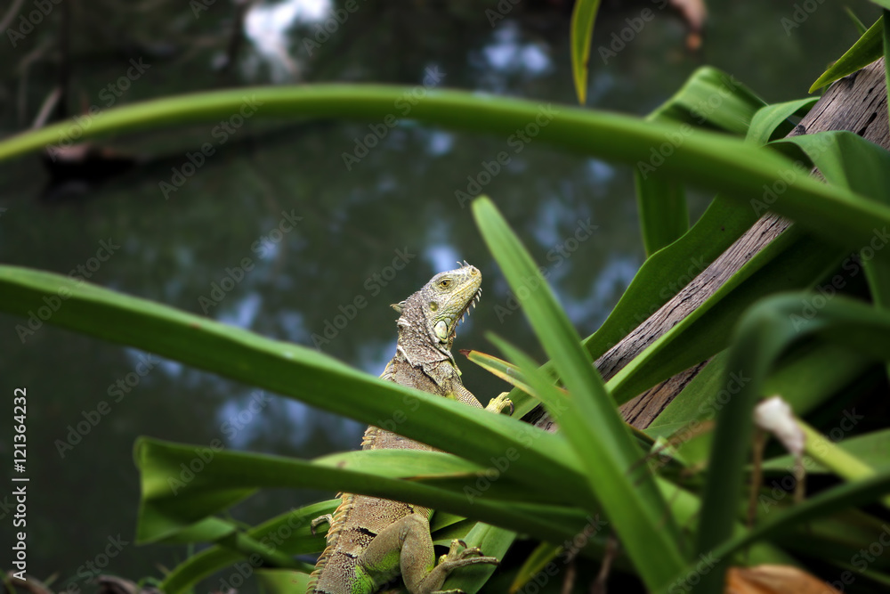 Obraz premium Iguana