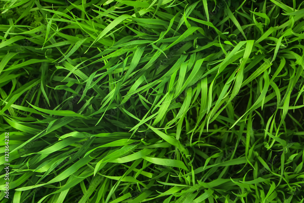 Close up of fresh thick grass in the early morning. Perspective Close up of fresh thick grass in the early morning. Perspective