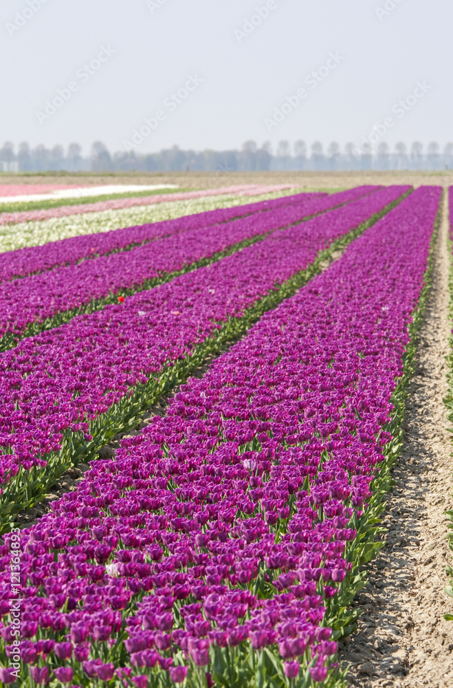 Tulipfields in the Netherlands