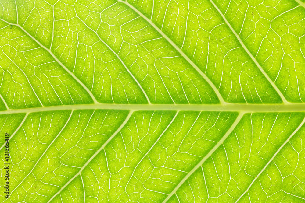 Leaf texture or leaf background for design. Abstract green leaf. Leaf texture or leaf background for design. Abstract green leaf.
