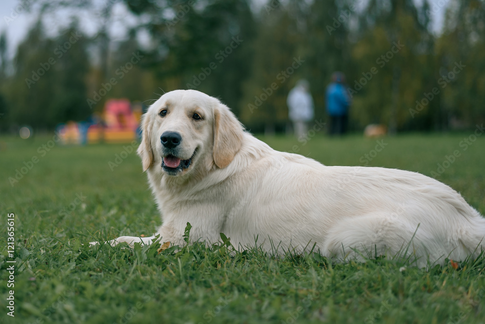 white Labrador Retriever lying on green grass in the Park