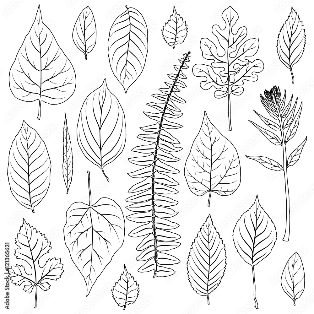 Vector leaves silhouette set isolated on white background Vector leaves silhouette set isolated on white background
