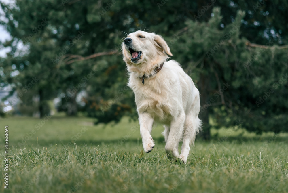 white Labrador Retriever running on green grass in the Park white Labrador Retriever running on green grass in the Park