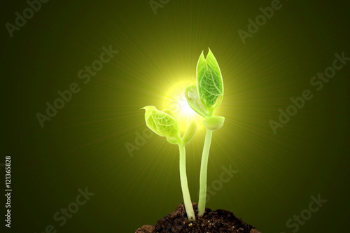 young growing plant on soil in sunlight in black background