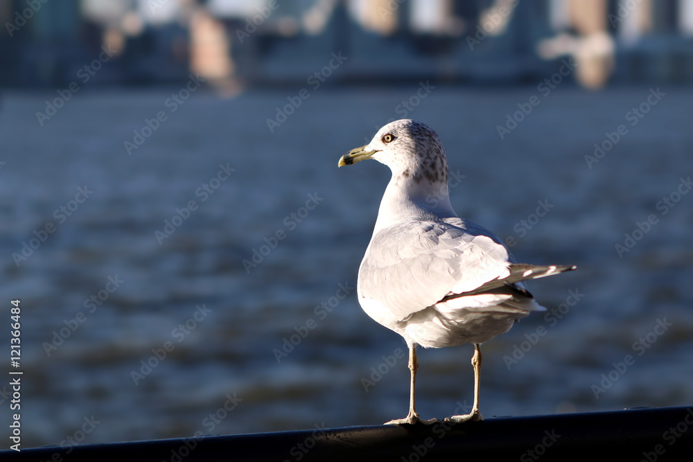 Fototapeta premium Seagull