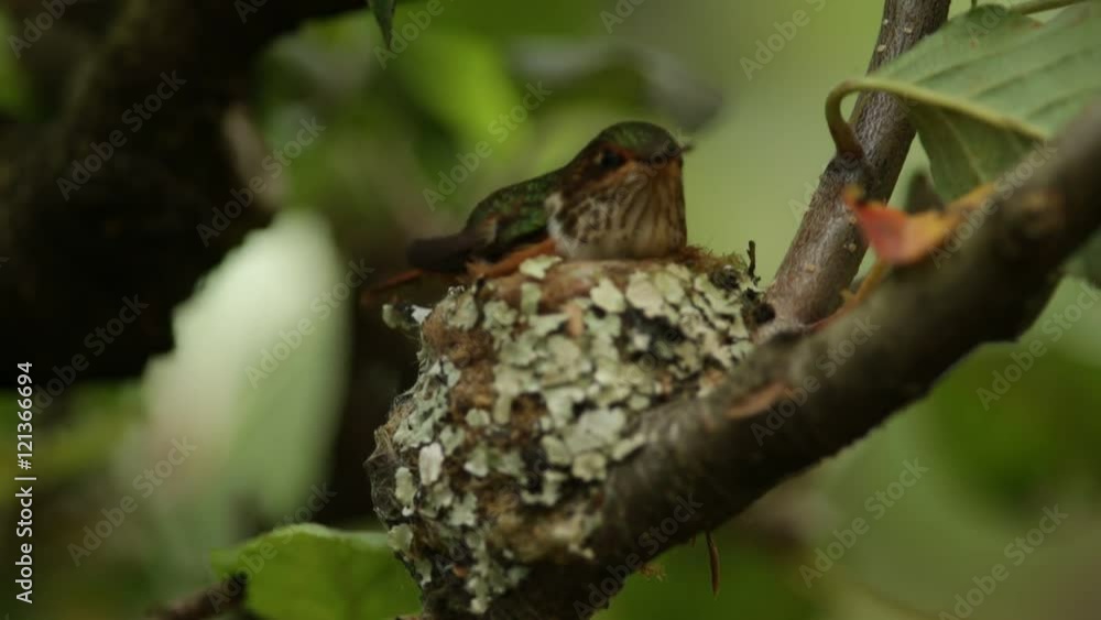 Hummingbird in the nest. Adult hummingbird feeding two chicks in the nest, Scintillant Hummingbird, Selasphorus scintilla, Savegre, Costa Rica. Hummingbird in the nest. Adult hummingbird feeding two chicks in the nest, Scintillant Hummingbird, Selasphorus scintilla, Savegre, Costa Rica.