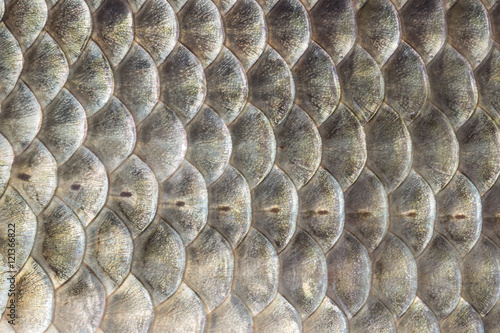 fish scales, crucian carp background, cartilaginous fish, macro, close-up
