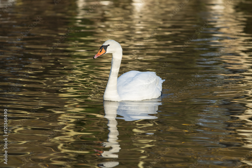 Mute swan at Sophie's Pond, Netley, Southampton, Hampshire Mute swan at Sophie's Pond, Netley, Southampton, Hampshire
