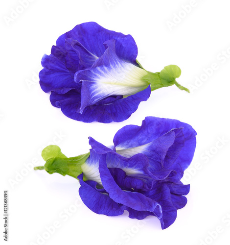 Butterfly Pea flower istolated on white photo