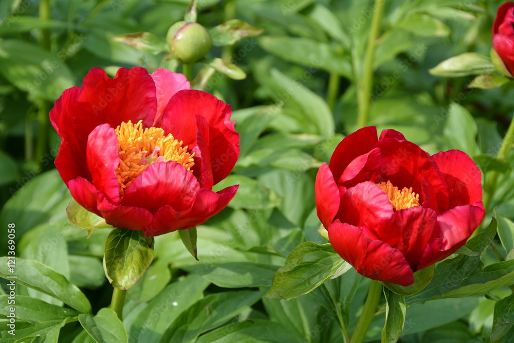 Two blooming red peony flowers Two blooming red peony flowers