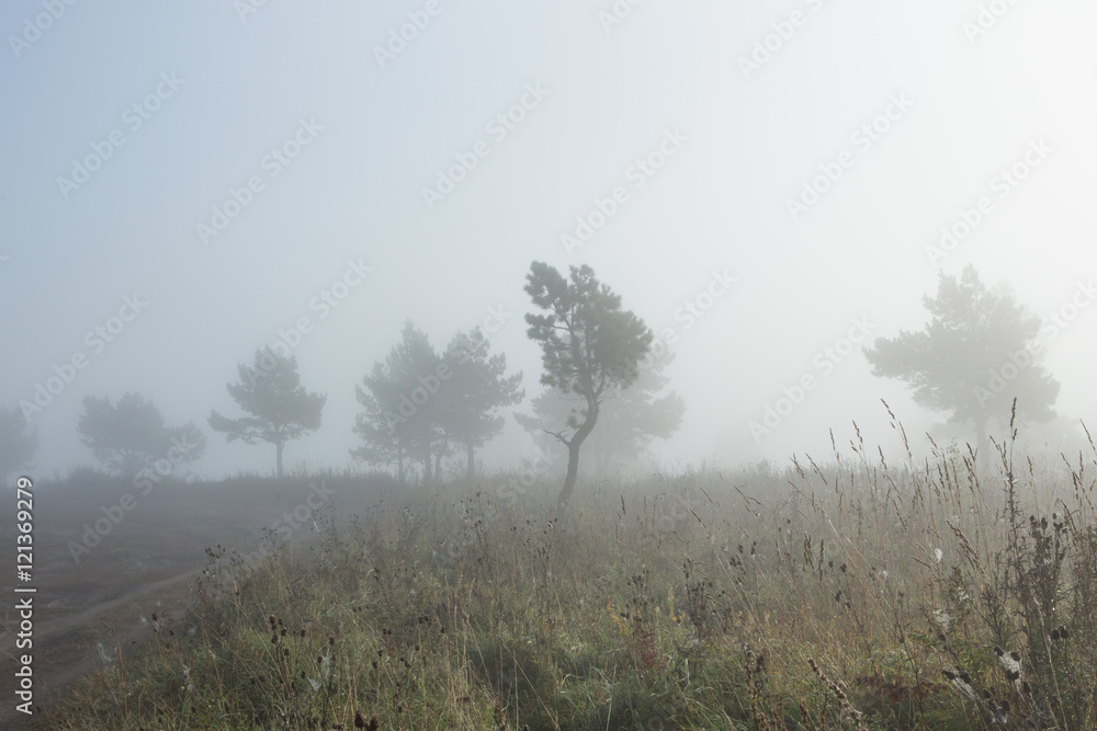 morning sunrise over a field with single tree and fog in the distance morning sunrise over a field with single tree and fog in the distance