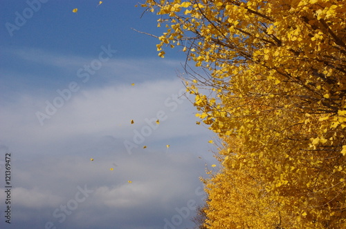 風に舞うイチョウ fluttering yellow leaves in the wind