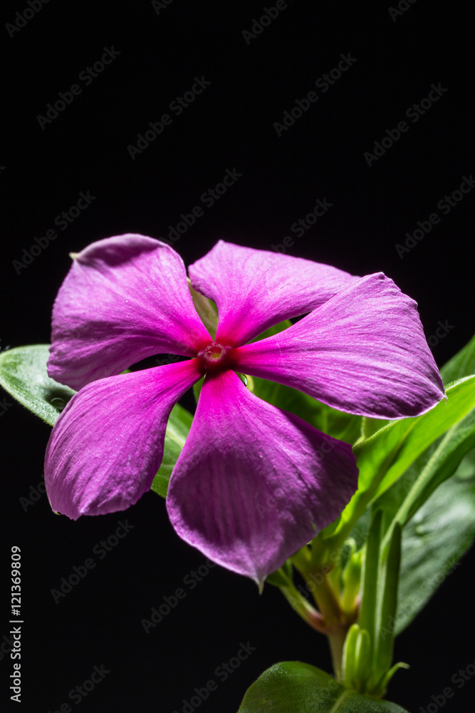 Flowering purple Vinca blossom macro