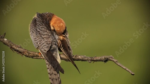 Bird Red-footed Falcon, Falco vespertinus, cleaning plumage, Hungary  photo