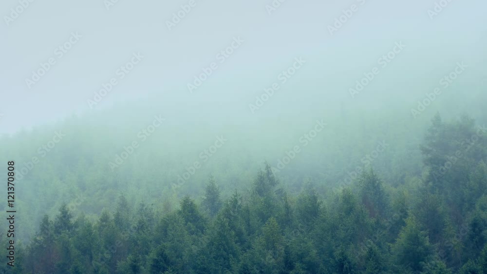 Mist Passing Over Mountainside Trees Mist Passing Over Mountainside Trees