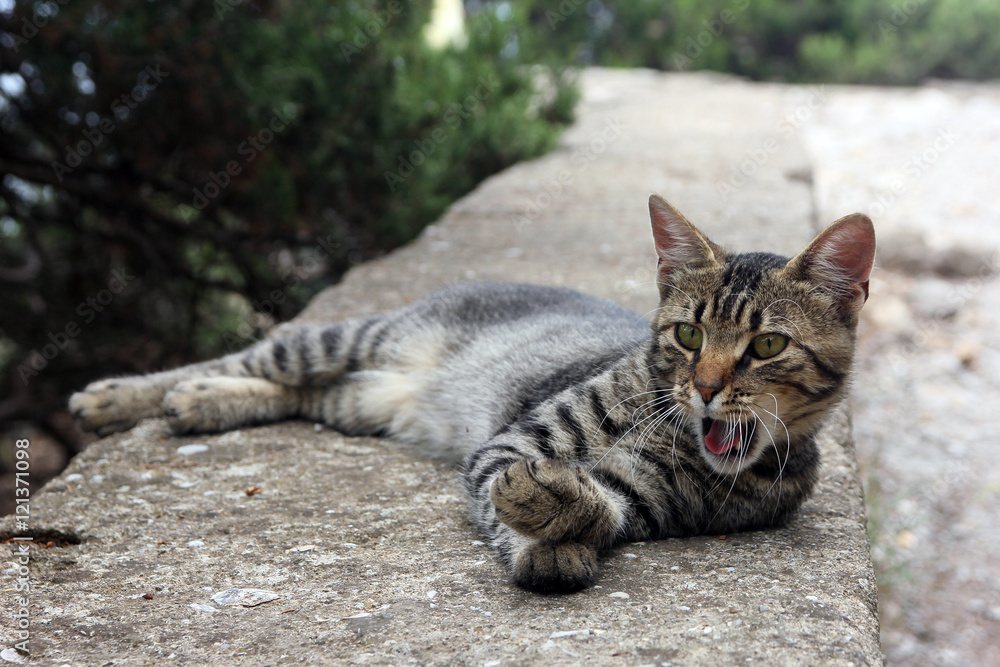 beautiful crimean non-pedigree tabby eared cat lying on stone pa