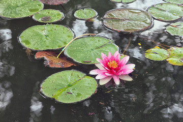 Acrylglasbilder Wasserlilien Rosa Seerosen mit Schwimmblättern  © c1a0