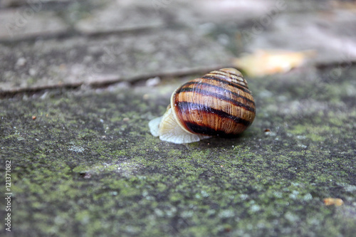 brown snail round shell with stripes crawling on old grey stone