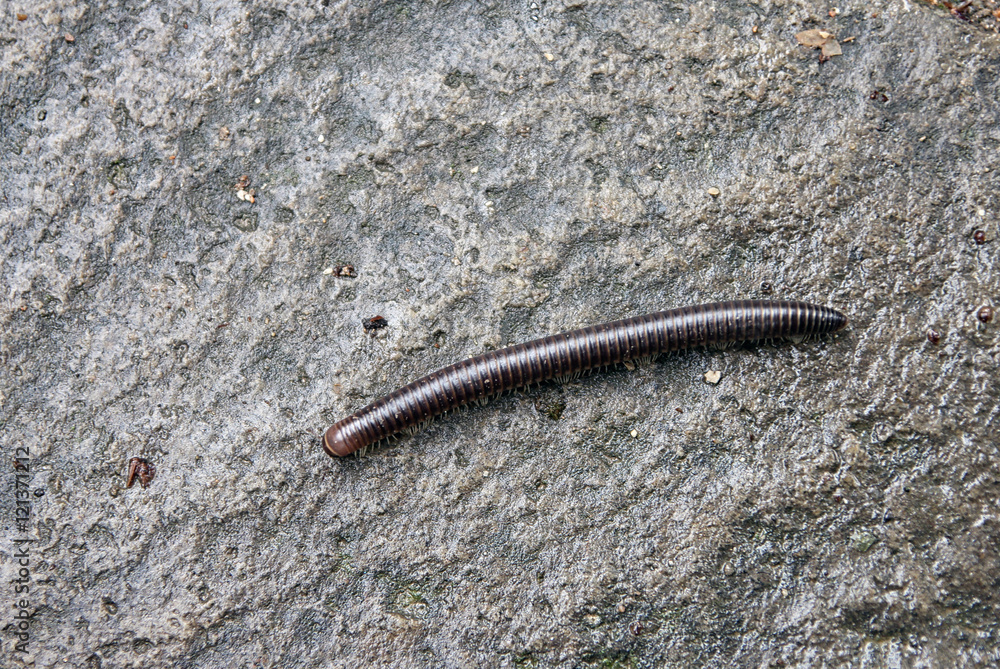 long brown centipede crawling on natural stone surface long brown centipede crawling on natural stone surface