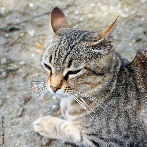 beautiful crimean non-pedigree tabby eared cat lying on ground c photo