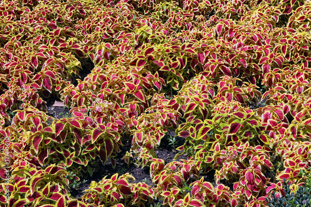 Plectranthus scutellarioides commonly known as coleus Plectranthus scutellarioides commonly known as coleus