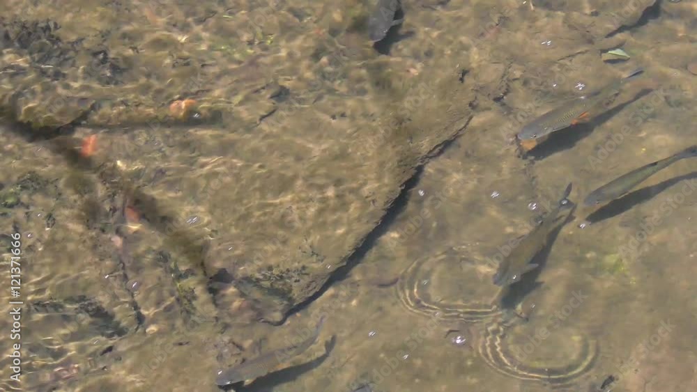 Fish is swimming in the river Fish is swimming in the river