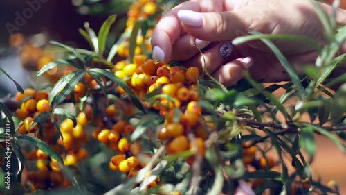 Female hands harvested sea buckthorn. Collection of sea buckthorn. Buckthorn bush. Sea buckthorn bush. Buckthorn berries on the bush. Small yellow sea-buckthorn berries. Ripe sea-buckthorn Harvesting