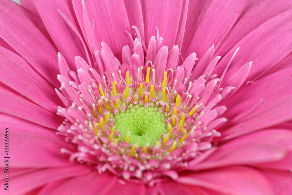 pink Gerbera pink Gerbera