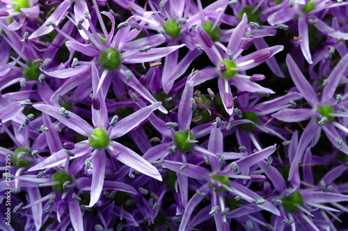 Garlic purple flower