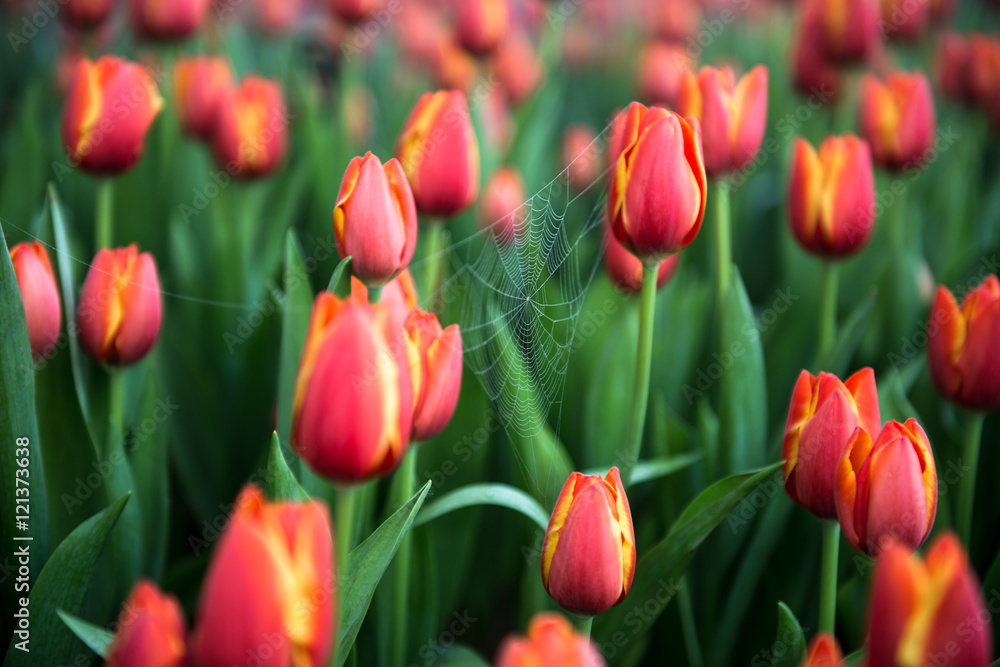 Flower tulips background. Beautiful view of red tulips Flower tulips background. Beautiful view of red tulips