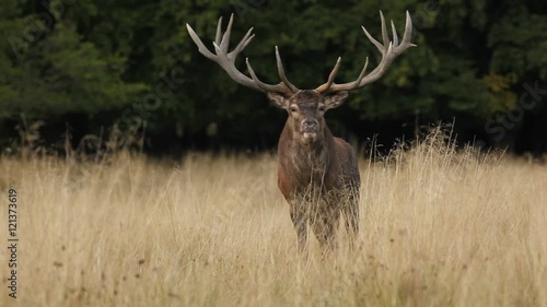 Bellow majestic powerful adult red deer stag in autumn forest, United Kingdom.  photo