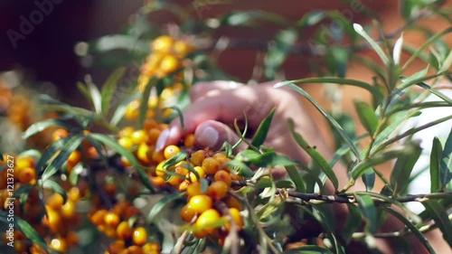 Female hands tear buckthorn bush. Collection of sea buckthorn. Buckthorn bush. Sea buckthorn bush. Buckthorn berries on the bush. Small yellow sea-buckthorn berries. Ripe sea-buckthorn