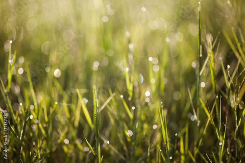 Water drops on a green grass