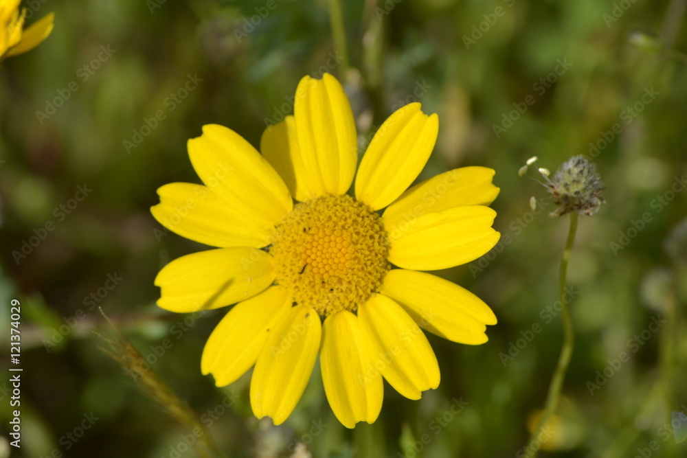 Obraz premium flores