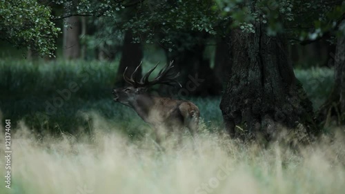 Red deer stag, bellow majestic powerful adult animal in green forest, France. Big animal in the forest. Red deer at th dar forest. Wildlife scene with deer. Deer hooting.  photo