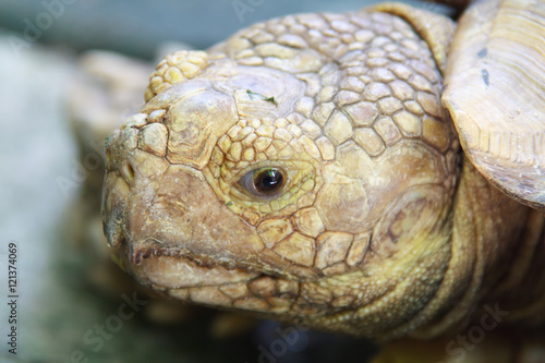 Eyes expression and Head of Turtle