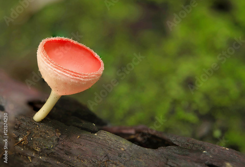 Closeup of Pink Burn Cup, Fungi Cup Mushroom in Forest, Jetkod-Pongkonsao Natural Study and Eco