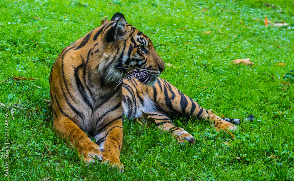 Fototapeta premium Tiger resting 