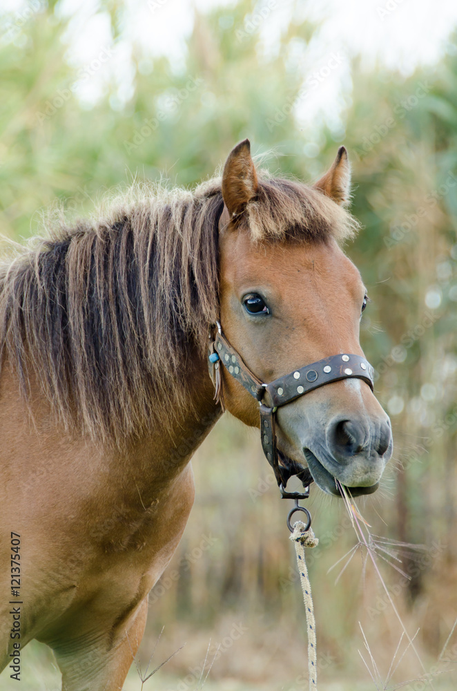 Fototapeta premium The small bodied, greek, Skyrian horse is one of the rarest horse breeds in the world.Skyros island ,Greece