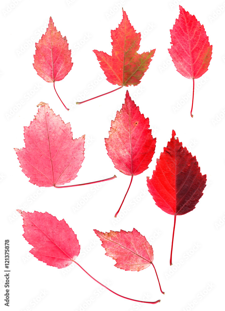 Bright pressed Birch leaves Bright pressed Birch leaves