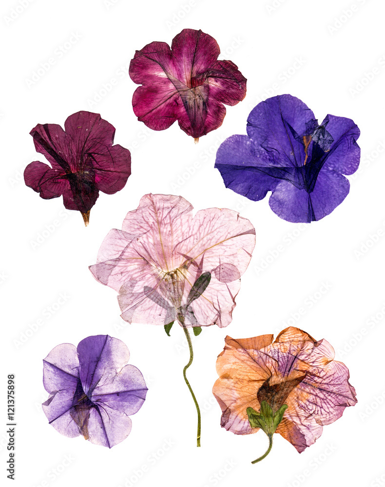 dried pressed colorful petunias StockFoto Adobe Stock