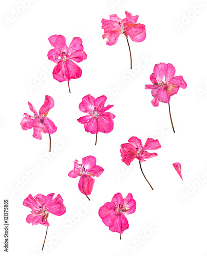 Fototapeta Naklejka Na Ścianę i Meble -  Pressed pink geranium set