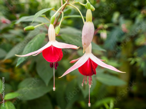  Fuchsia