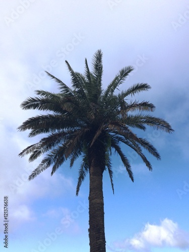 Palme Himmel Wolken